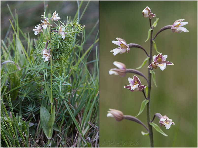 Epipactis palustris photo 2