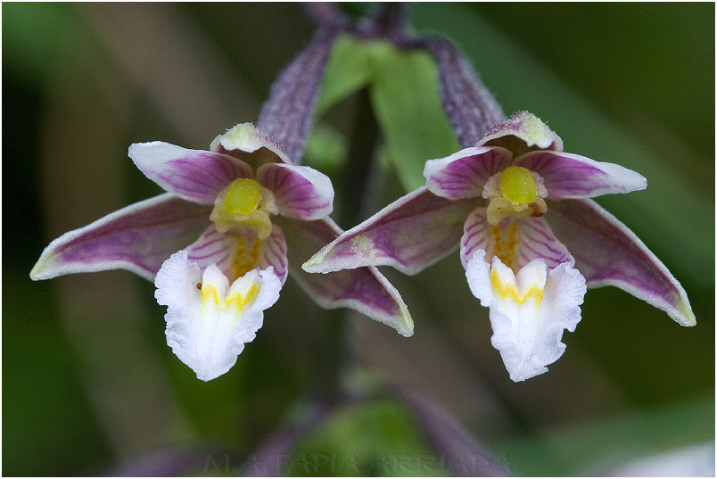 Epipactis palustris 5 Epipactis palustris photo 5