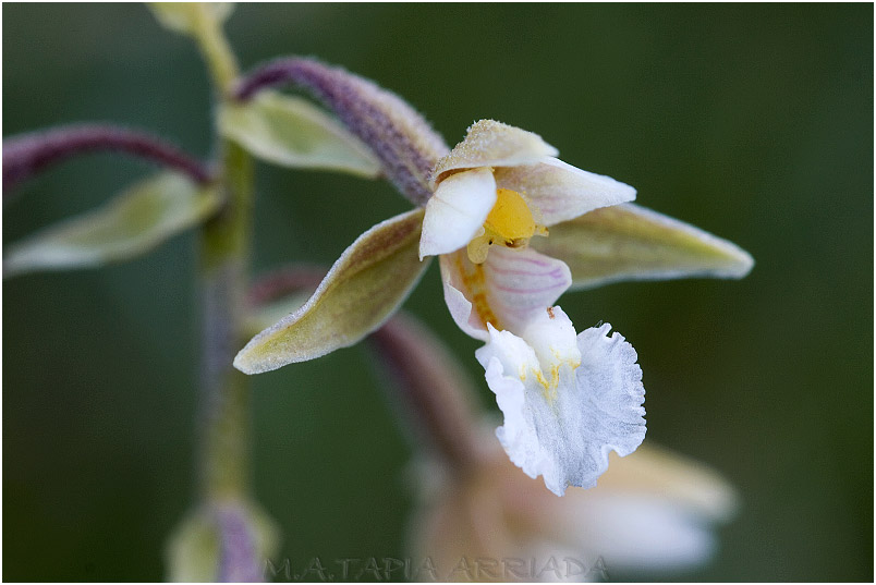 Epipactis palustris photo 6