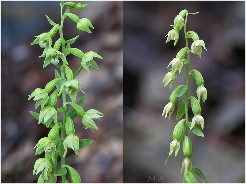 Epipactis phyllanthes 4 Epipactis phyllanthes photo 4