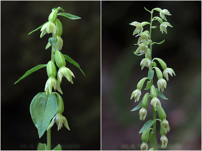 Epipactis phyllanthes 5 Epipactis phyllanthes photo 5