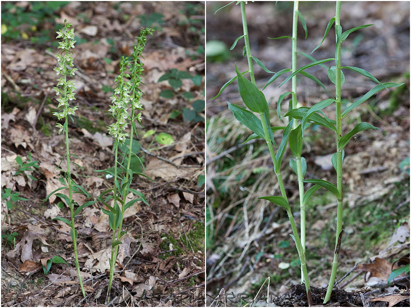 Epipactis viridiflora photo 1