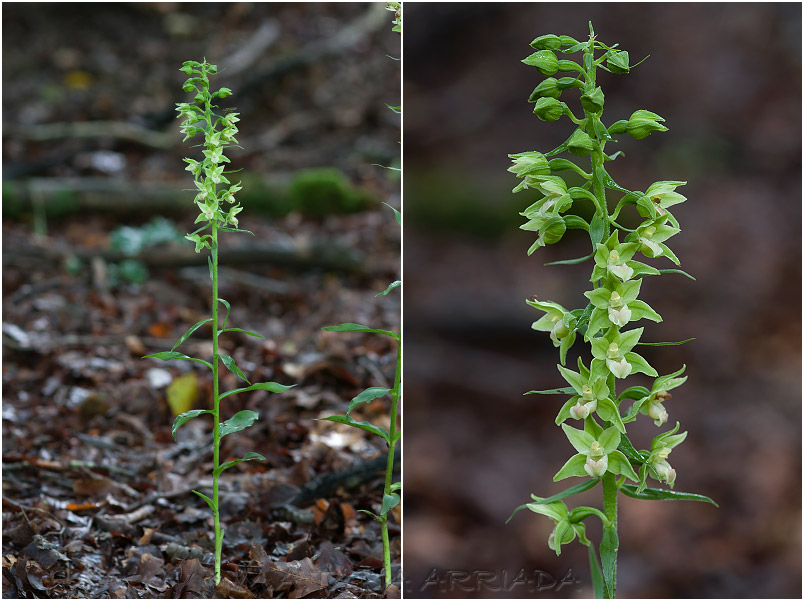 Epipactis viridiflora photo 2