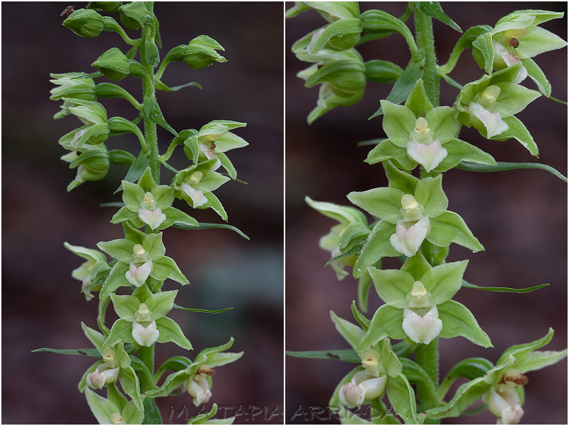 Epipactis viridiflora photo 3