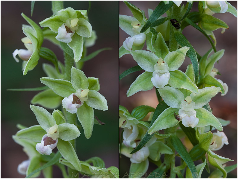 Epipactis viridiflora photo 4