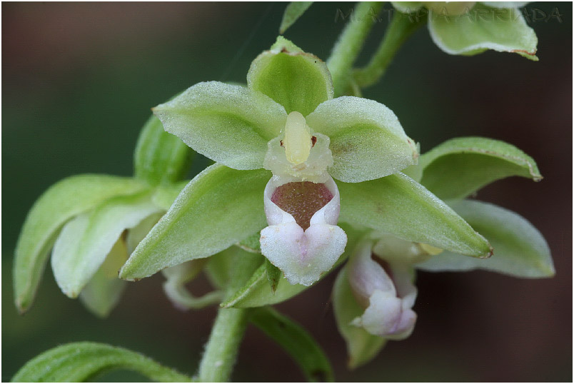 Epipactis viridiflora photo 5