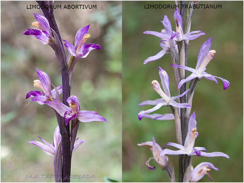 Limodorum abortivum vs trabutianum photo 1