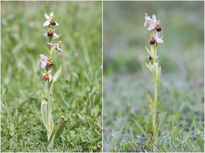Ophrys apifera 1 Ophrys apifera photo 1