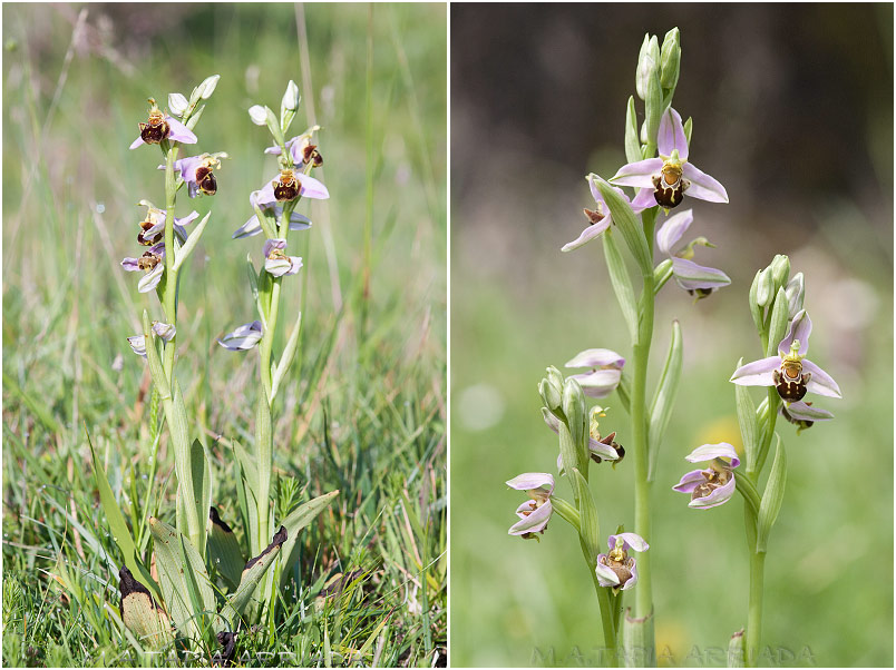 Ophrys apifera 2 Ophrys apifera photo 2