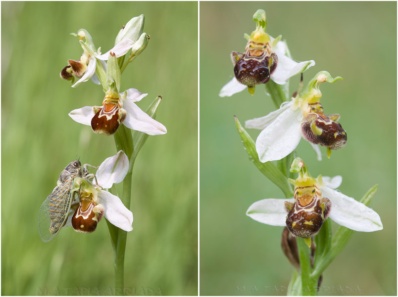 Ophrys apifera 4 Ophrys apifera photo 4