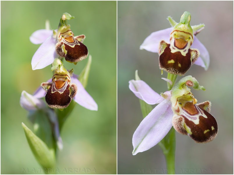 Ophrys apifera 5 Ophrys apifera photo 5