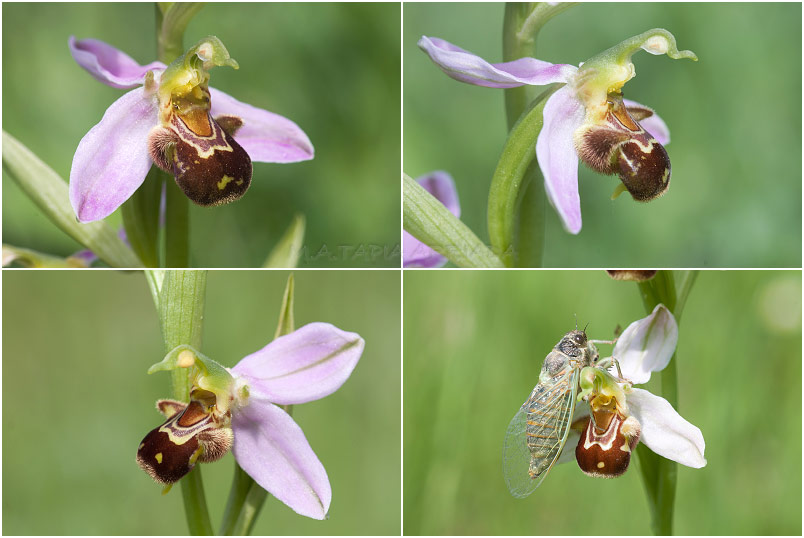 Ophrys apifera 6 Ophrys apifera photo 6