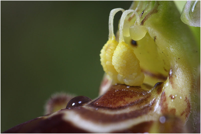 Ophrys apifera 8 Ophrys apifera photo 8