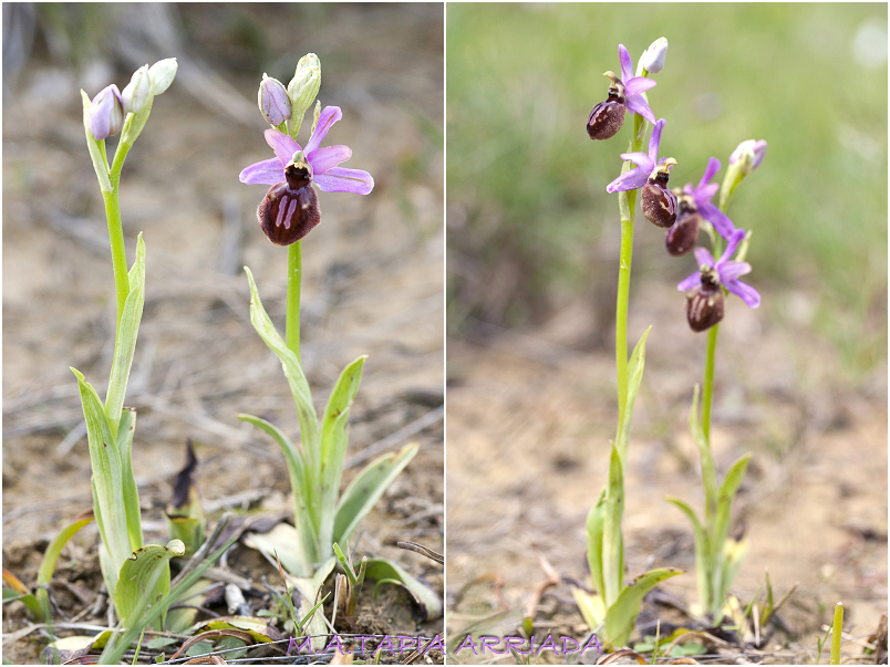 Ophrys aveyronensis 1 Ophrys aveyronensis photo 1