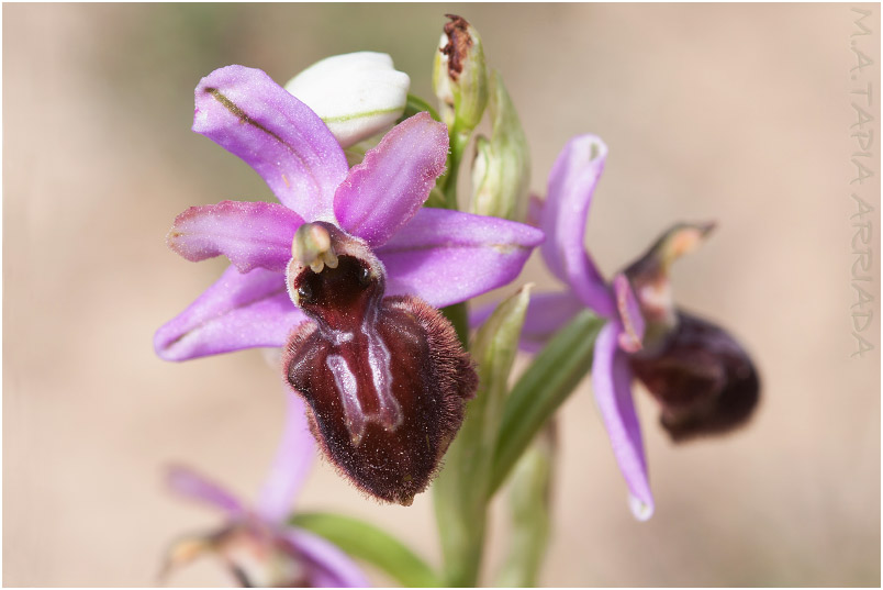Ophrys aveyronensis 5 Ophrys aveyronensis photo 5