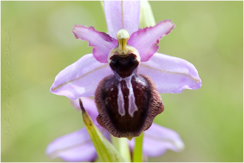 Ophrys aveyronensis 6 Ophrys aveyronensis photo 6