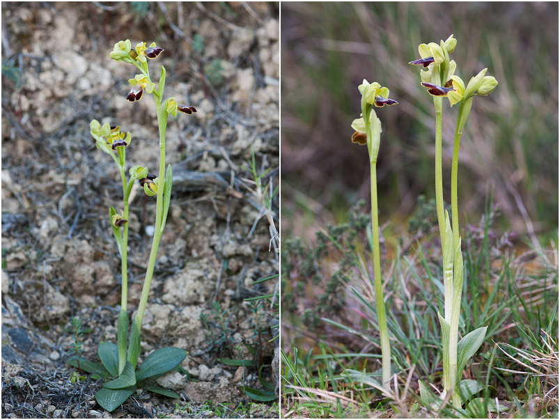 Ophrys bilunulata photo 1