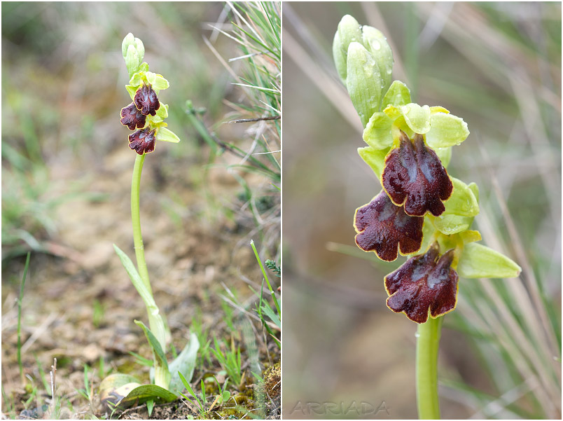 Ophrys bilunulata photo 2