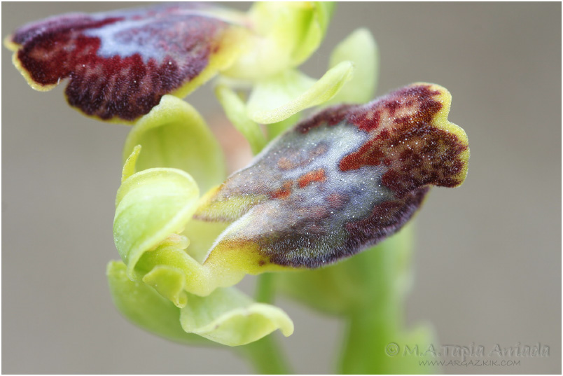 Ophrys bilunulata photo 3