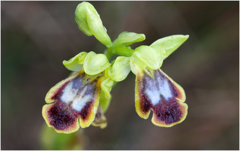 Ophrys bilunulata photo 4