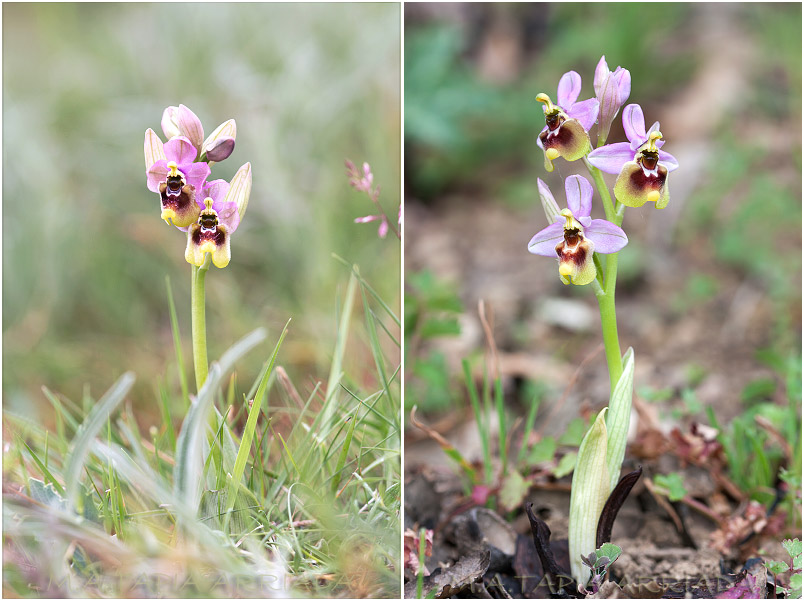 Ophrys ficalhoana 1 Ophrys ficalhoana photo 1