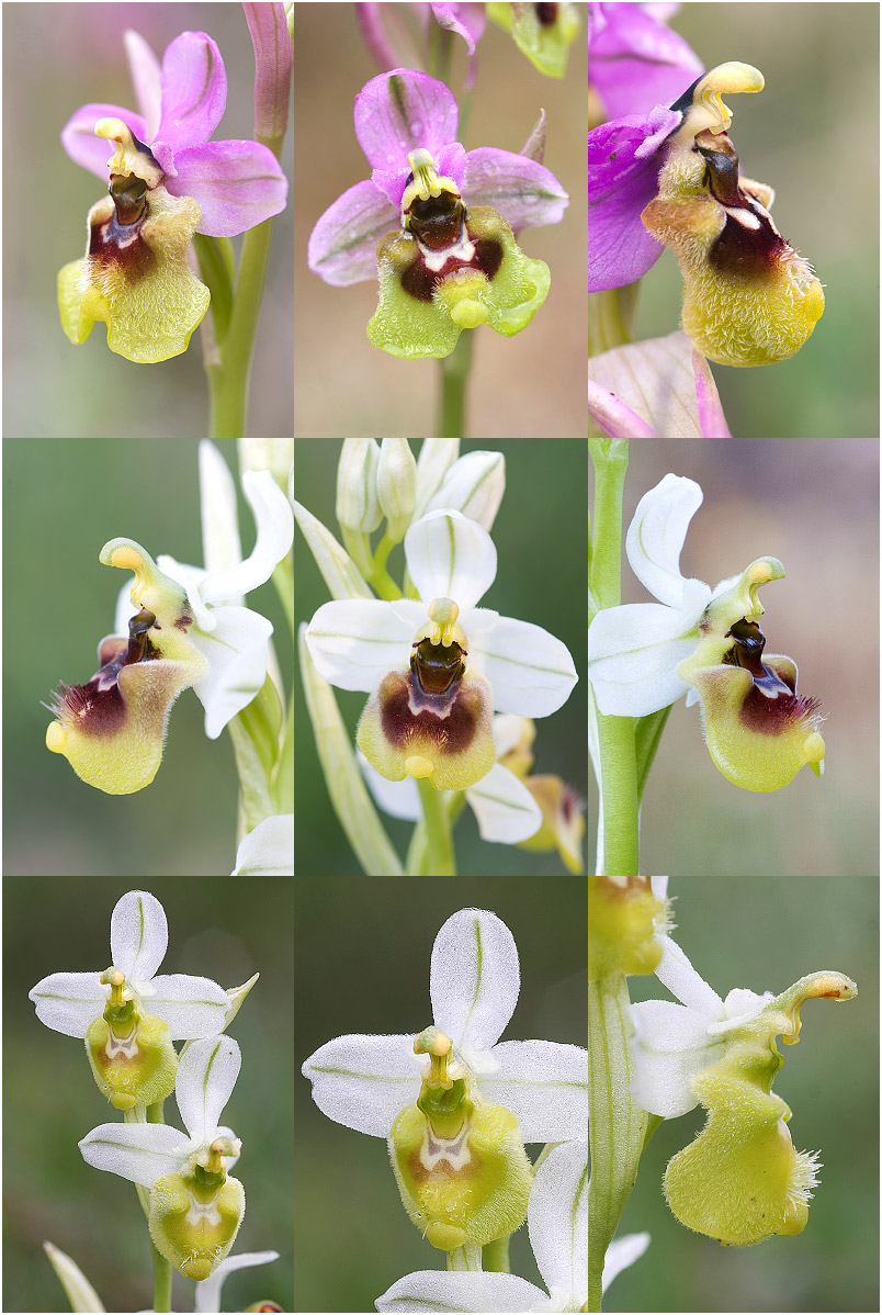 Ophrys ficalhoana 10 Ophrys ficalhoana photo 10