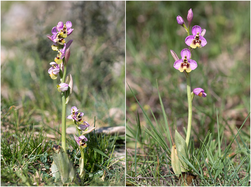 Ophrys ficalhoana 3 Ophrys ficalhoana photo 3