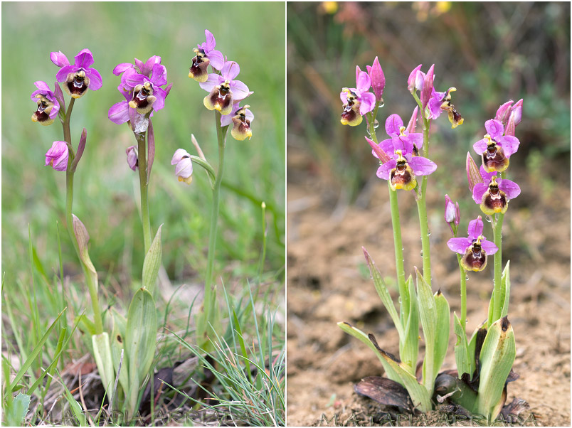 Ophrys ficalhoana 4 Ophrys ficalhoana photo 4
