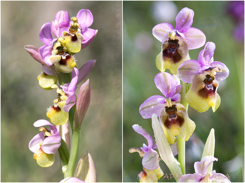 Ophrys ficalhoana 6 Ophrys ficalhoana photo 6