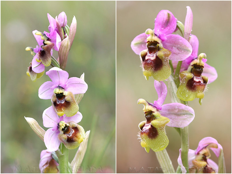 Ophrys ficalhoana 7 Ophrys ficalhoana photo 7