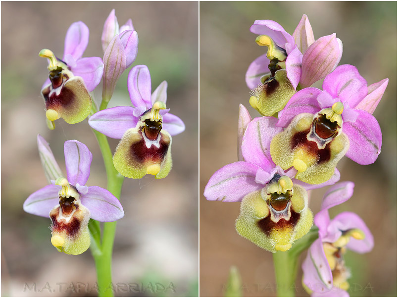 Ophrys ficalhoana 8 Ophrys ficalhoana photo 8