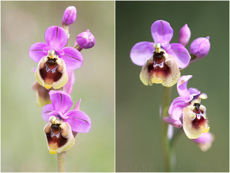 Ophrys ficalhoana 9 Ophrys ficalhoana photo 9