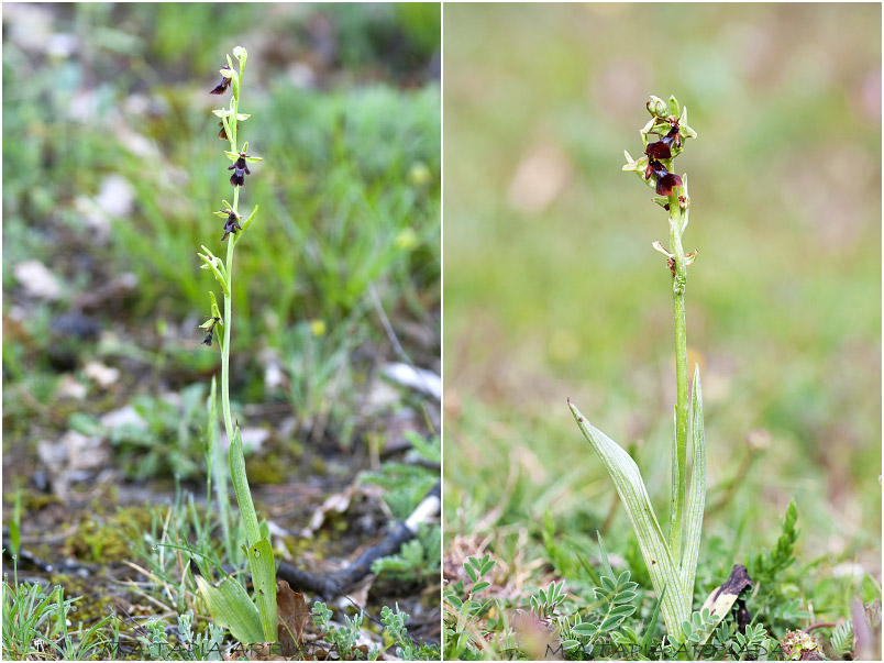 Ophrys insectifera 1 Ophrys insectifera photo 1