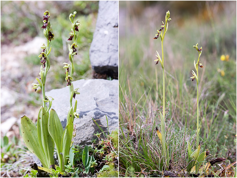 Ophrys insectifera 2 Ophrys insectifera photo 2