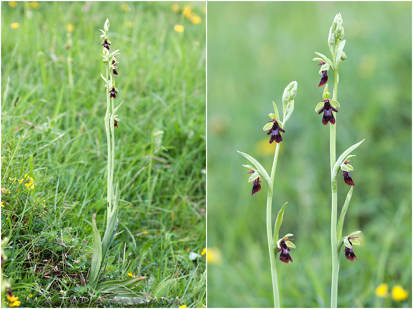 Ophrys insectifera 3 Ophrys insectifera photo 3