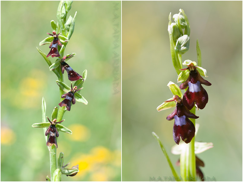 Ophrys insectifera 4 Ophrys insectifera photo 4