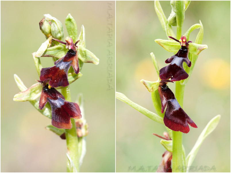 Ophrys insectifera 5 Ophrys insectifera photo 5