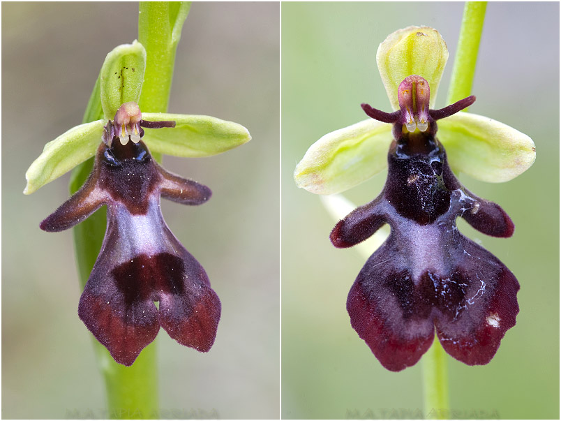 Ophrys insectifera 8 Ophrys insectifera photo 8