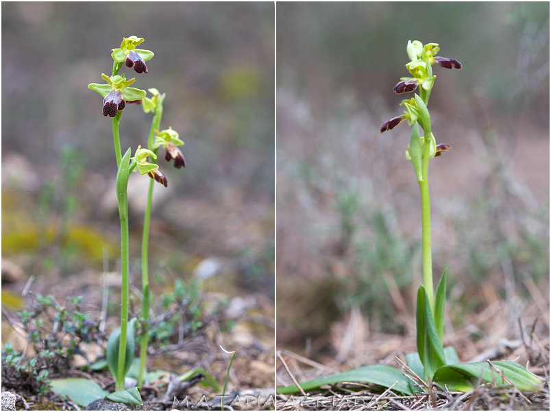 Ophrys lupercalis 2 Ophrys lupercalis photo 2