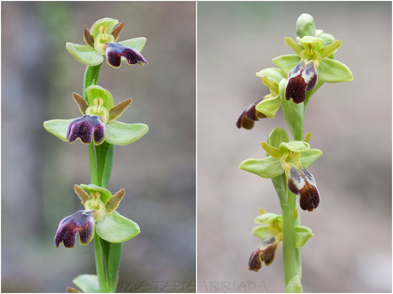 Ophrys lupercalis 4 Ophrys lupercalis photo 4