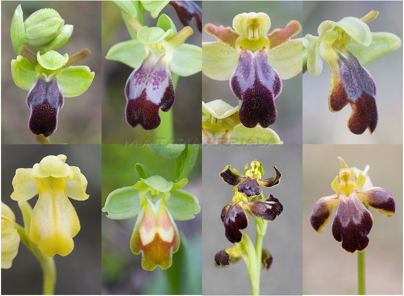 Ophrys lupercalis 5 Ophrys lupercalis photo 5