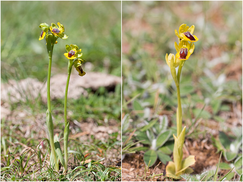 Ophrys lutea 1 Ophrys lutea photo 1