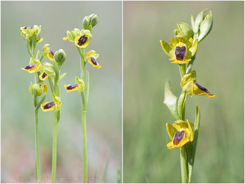 Ophrys lutea 3 Ophrys lutea photo 3