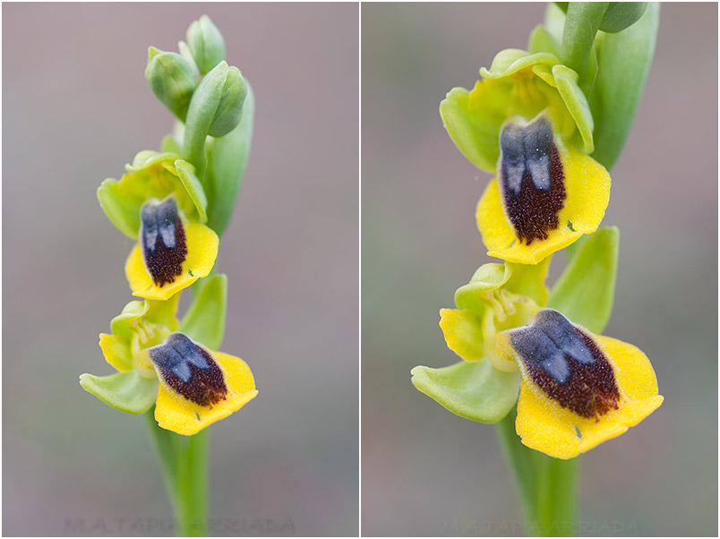 Ophrys lutea 4 Ophrys lutea photo 4