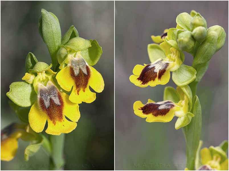 Ophrys lutea 5 Ophrys lutea photo 5