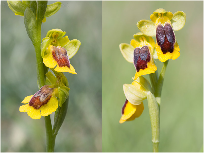 Ophrys lutea 6 Ophrys lutea photo 6