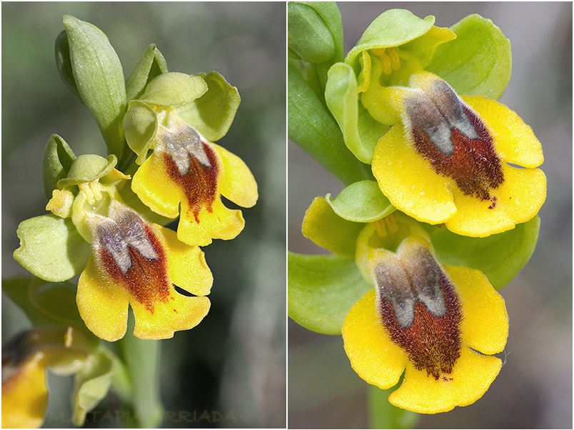 Ophrys lutea 7 Ophrys lutea photo 7