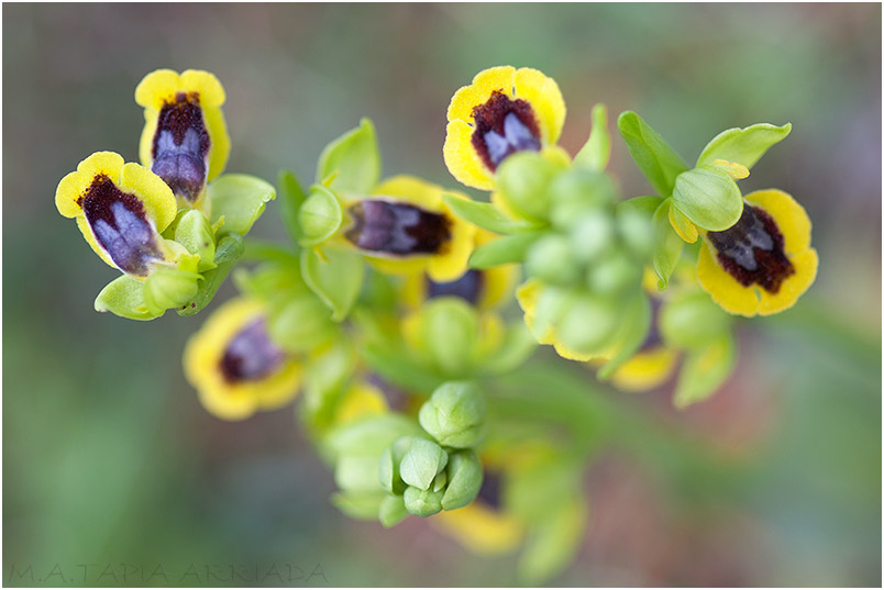 Ophrys lutea 8 Ophrys lutea photo 8