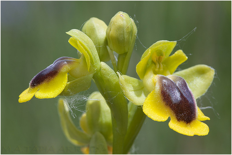 Ophrys lutea 9 Ophrys lutea photo 9