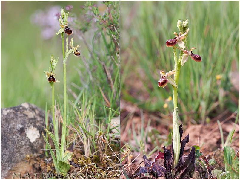 Ophrys riojana 1 Ophrys riojana photo 1